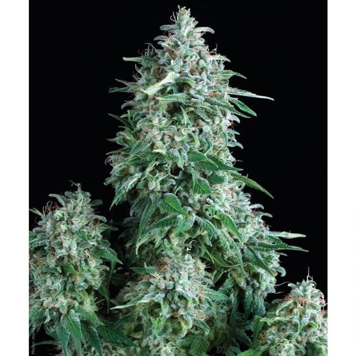Anubis Feminized by Pyramid Seeds