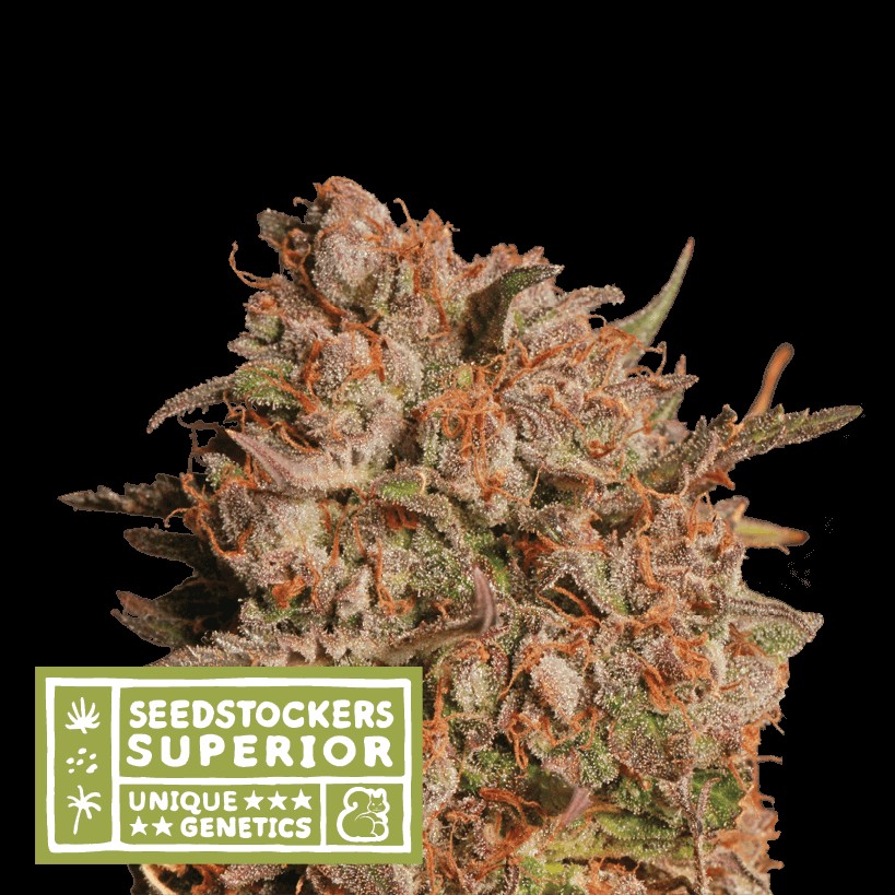 Apollo Black Cherry Auto Autoflower by Seedstockers