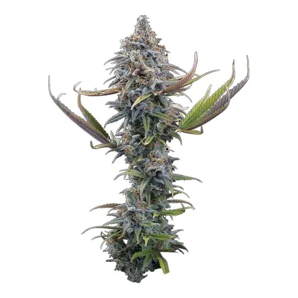 Apollo Feminized by Brothers Grimm Seeds