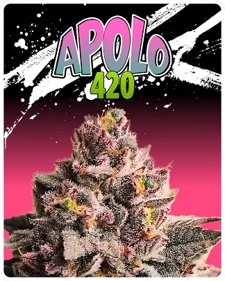 Apolo 420 Feminized by Puppets Genetics
