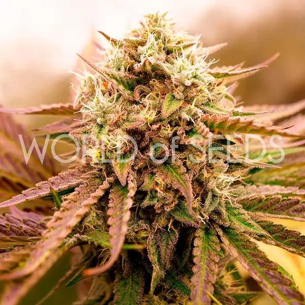 Appalachian Kush Early Version Feminized by World of Seeds