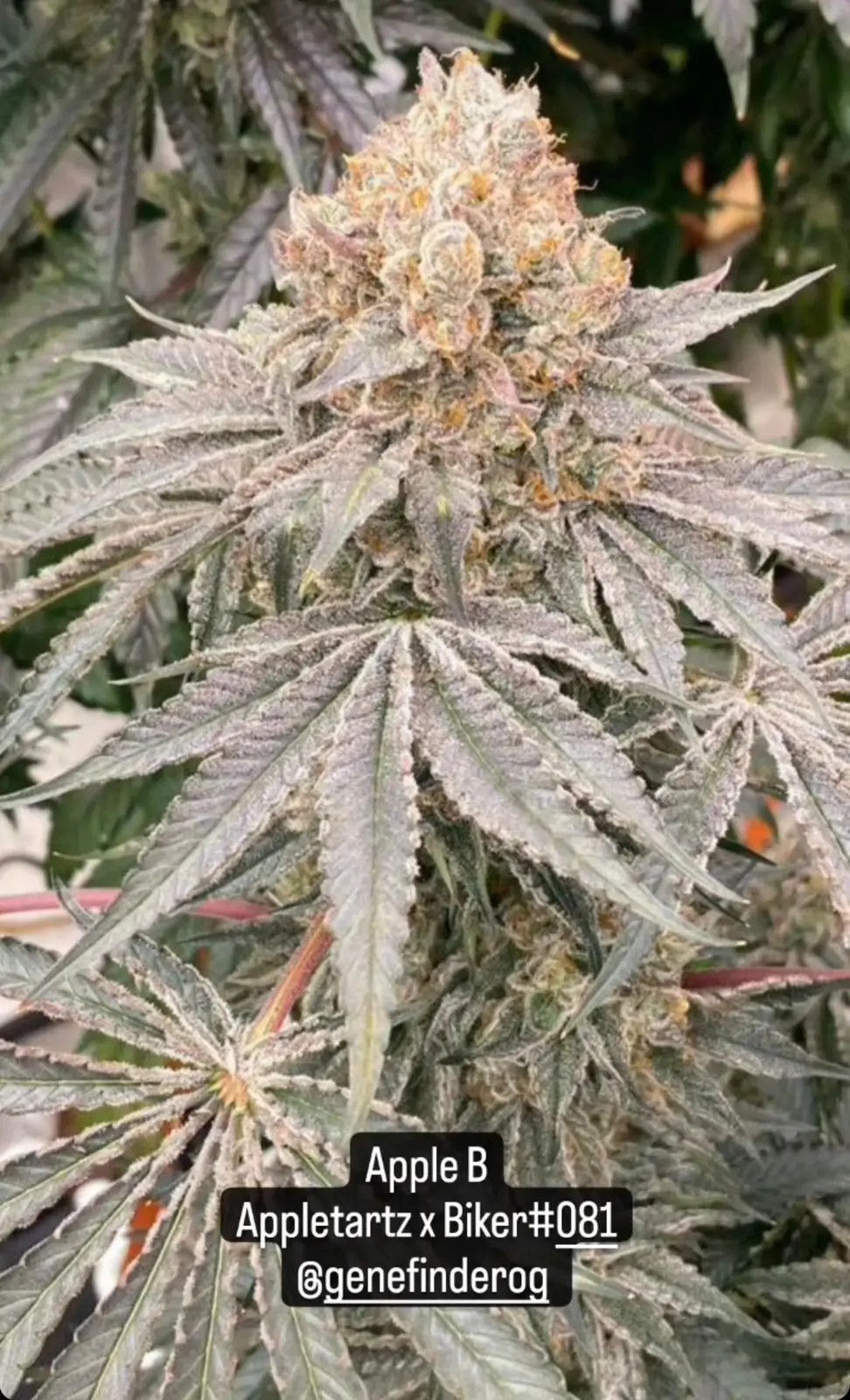 Apple B Feminized by Karma Genetics