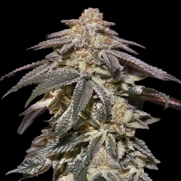 Apple Bananas Auto Autoflower by 00 Seeds Bank