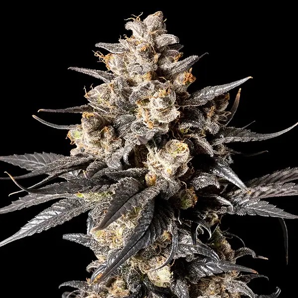Apple Bananas Feminized by 00 Seeds Bank