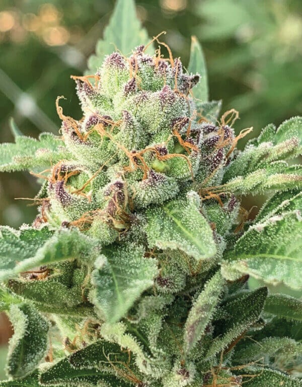 Apple Blossom Feminized by Humboldt Seed Company