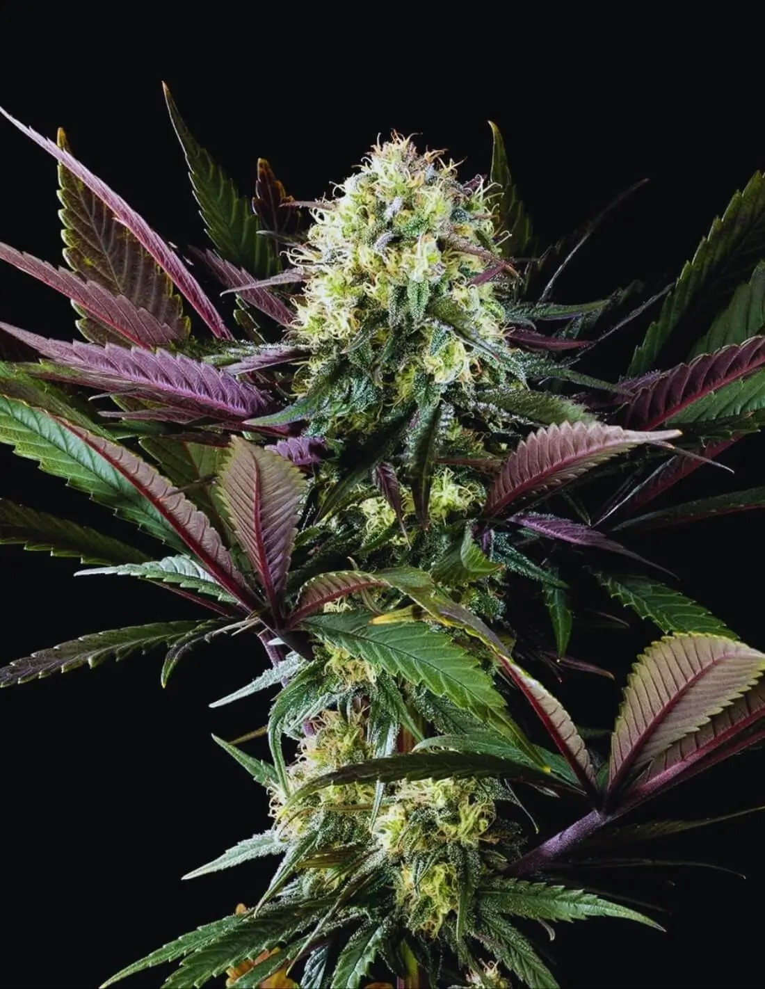 Apple Fritter Bioboost Feminized by Kannabia