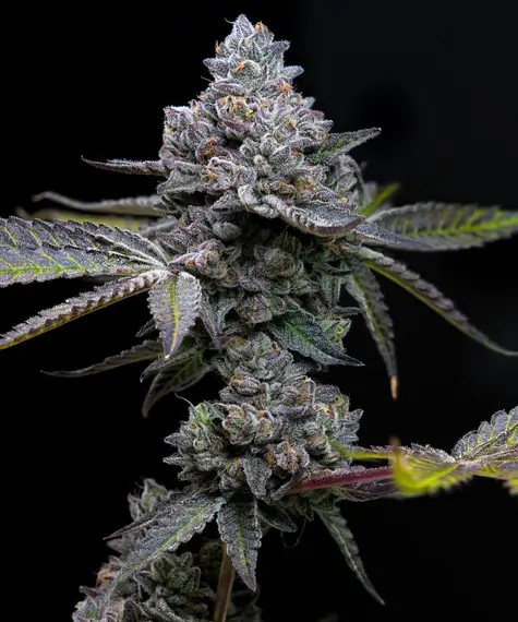 Apple Fritter Feminized by Barneys Farm