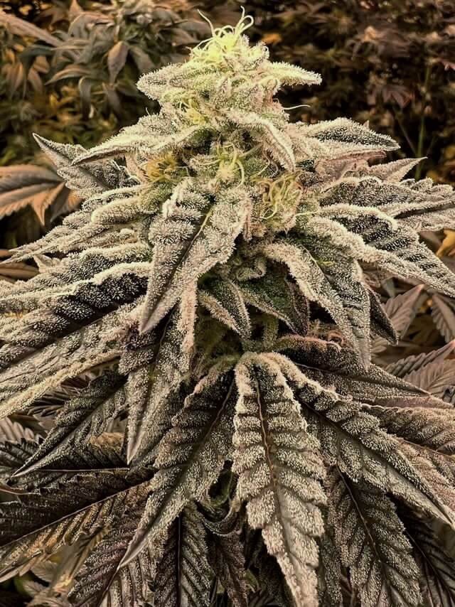 Apple Mints Feminized by Tramuntana Seeds