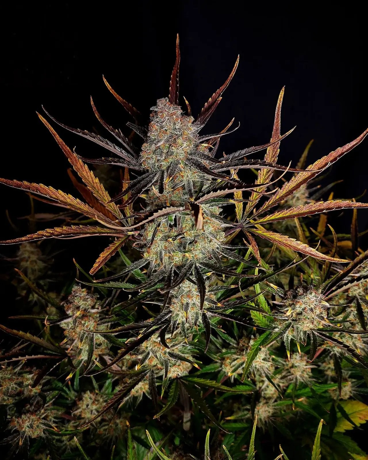 Apple Strudel Auto Autoflower by Fast Buds