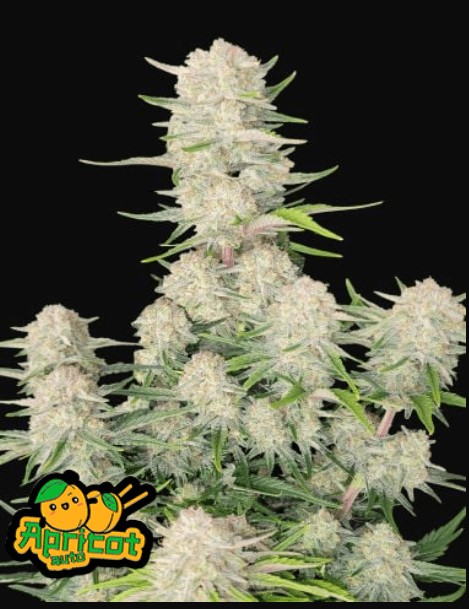 Apricot Auto Autoflower by Fast Buds