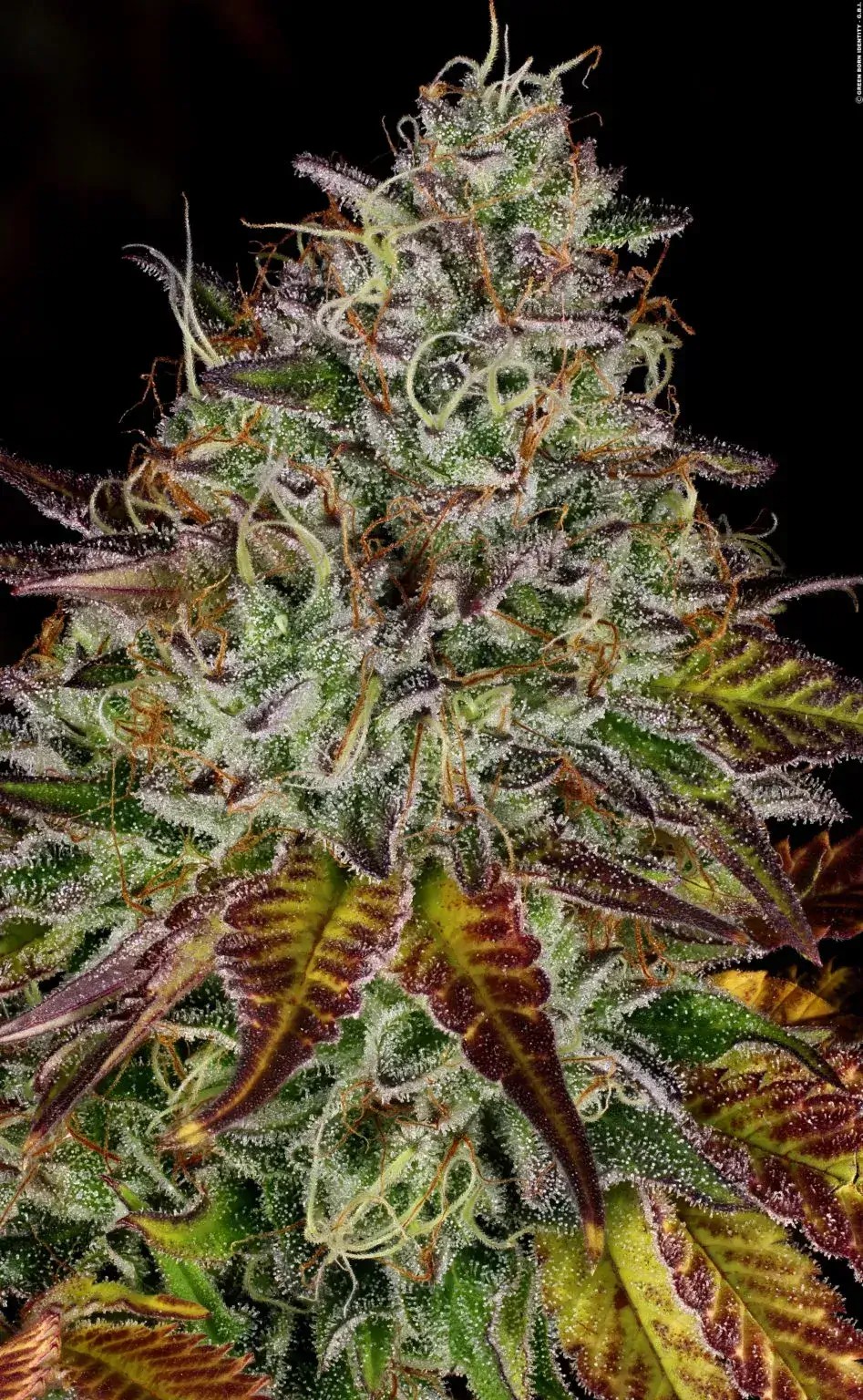 Apricot Candy Feminized by Paradise Seeds