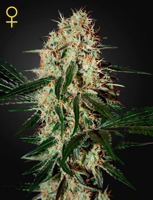 Arjan's Haze #3 Feminized by Green House seeds