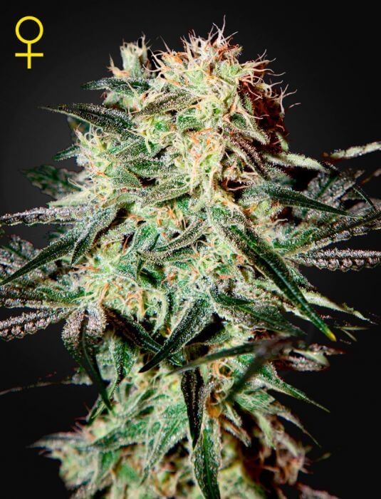 Arjan's Strawberry H. Feminized by Green House seeds
