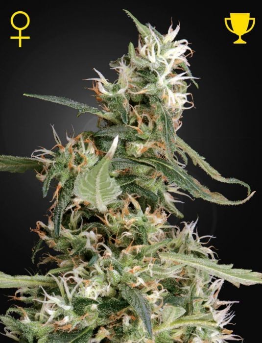 Arjan's Ultra Haze #1 Feminized by Green House seeds