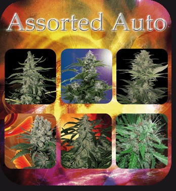 Assorted Auto Mix Autoflower by Buddha Seeds