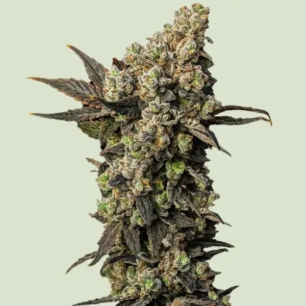 Astro Lemonade F1 Feminized by Royal Queen Seeds
