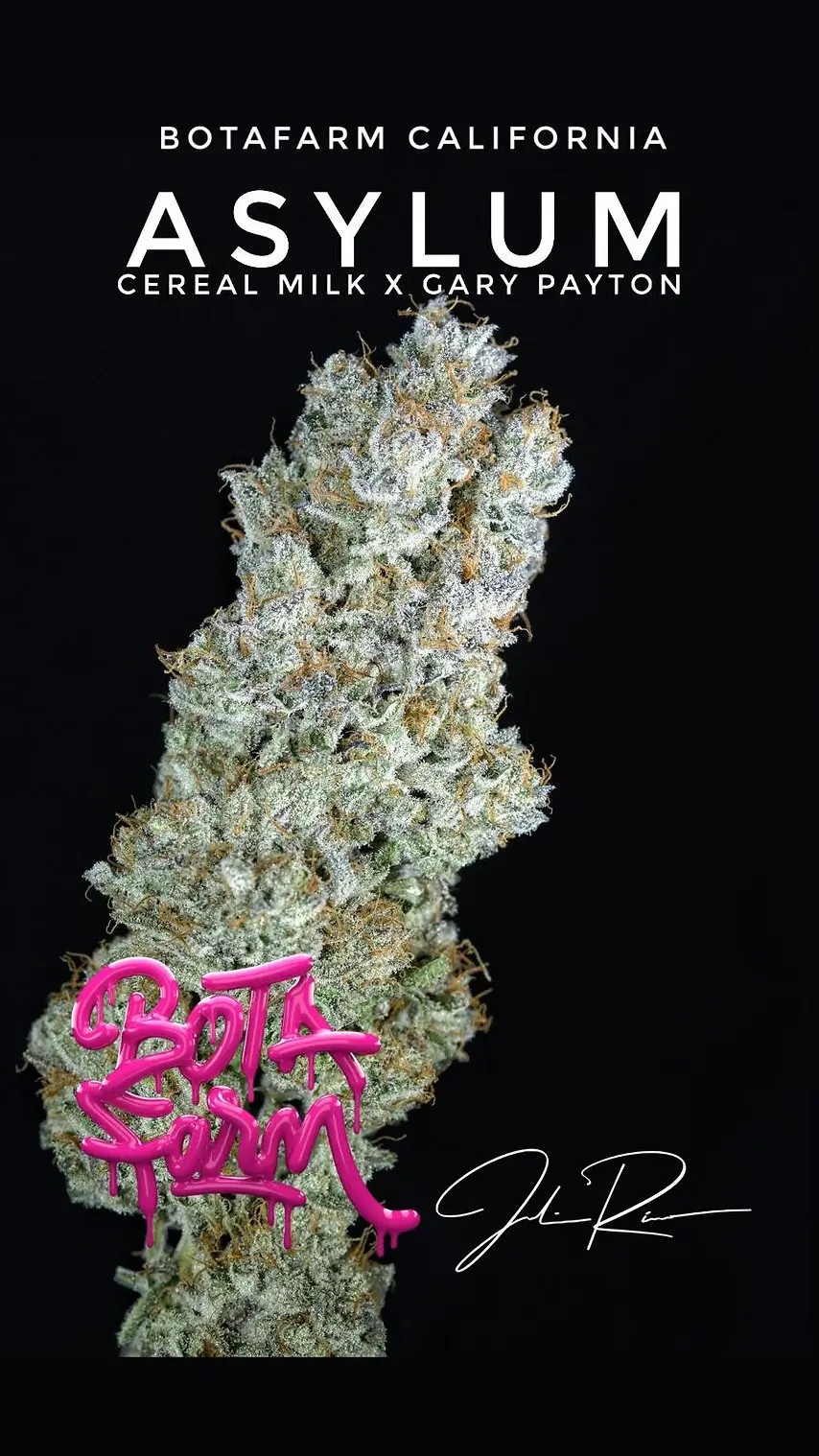 Asylum Feminized by Botafarm Genetics