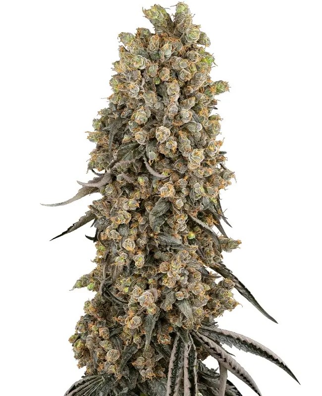 Atomic Blue Dream Feminized by Sensi Seeds