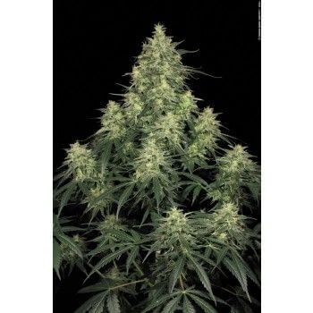 Atomical Haze Feminized by Paradise Seeds