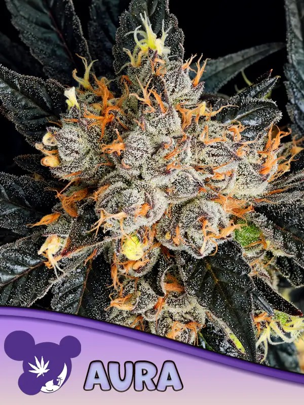 Aura Feminized by Anesia Seeds