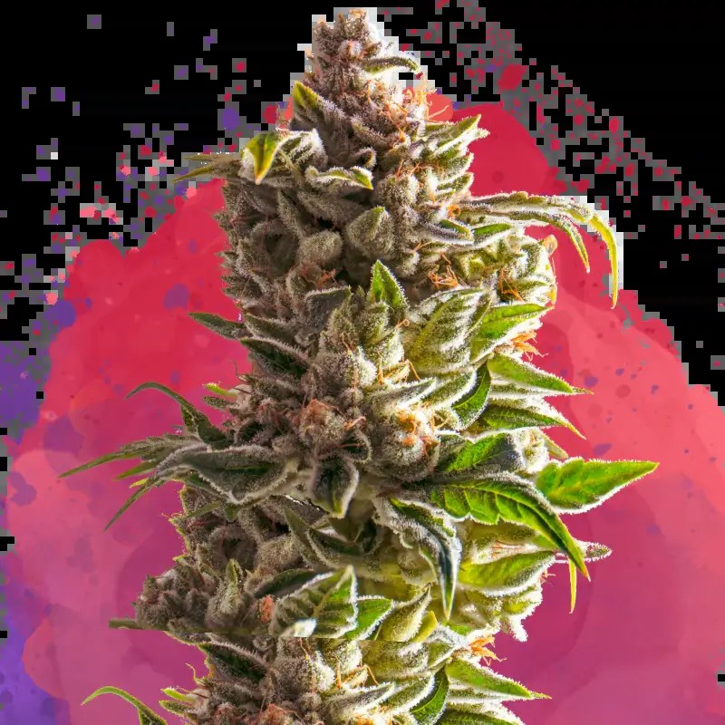 Aurora Indica Feminized by Nirvana
