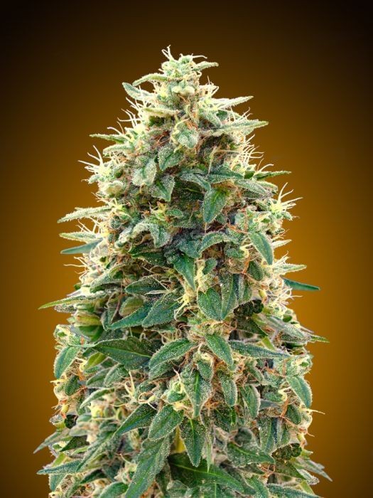 Auto 00 Cheese Autoflower by 00 Seeds Bank