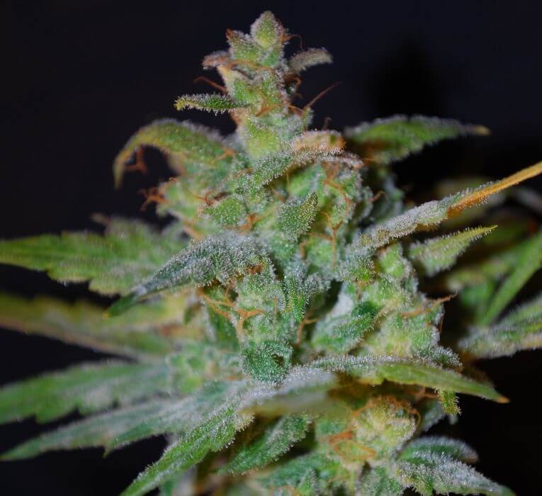 Auto AK Autoflower by Female Seeds