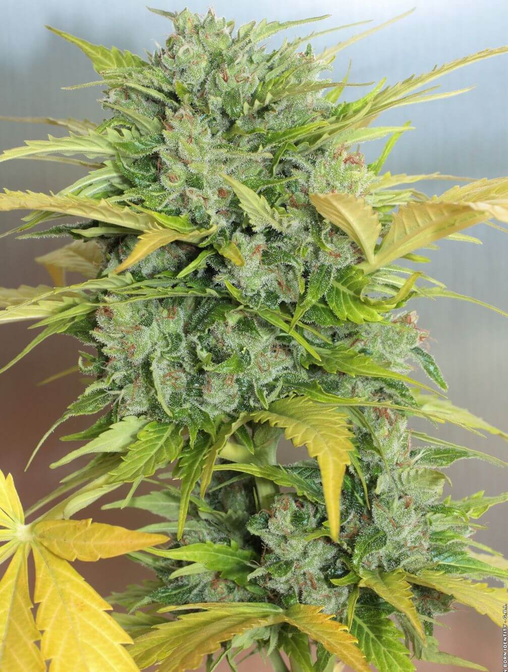 Auto AK-47 Autoflower by Serious Seeds
