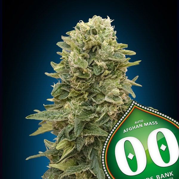 Auto Afghan Mass XXL Autoflower by 00 Seeds Bank