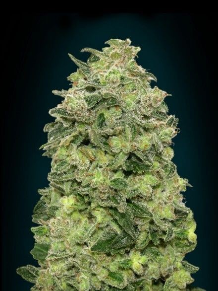 Auto Afghan Skunk Autoflower by Advanced Seeds
