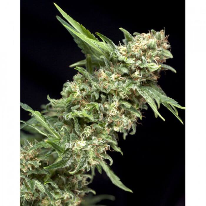 Auto Alpujarreña Autoflower by Pyramid Seeds