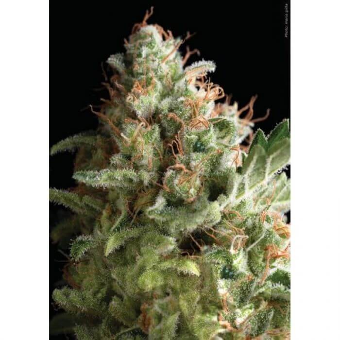 Auto American Pie Autoflower by Pyramid Seeds
