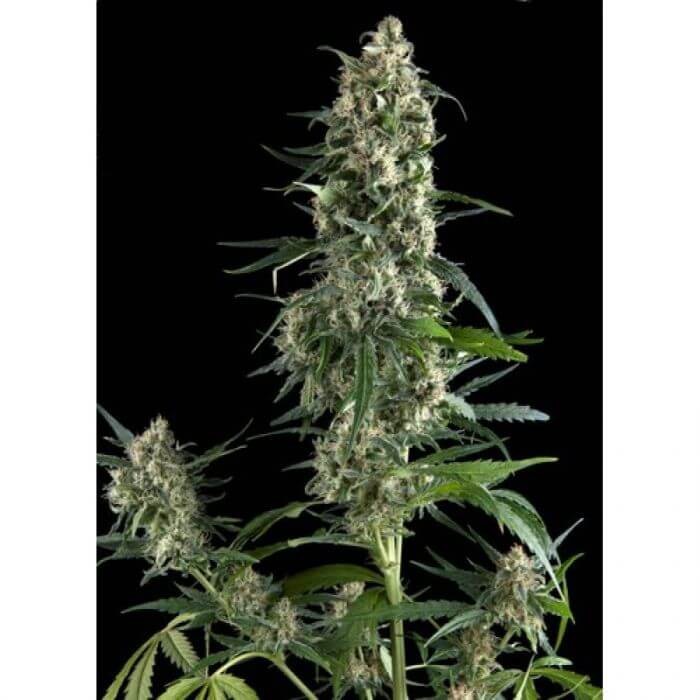 Auto Amnesia Gold Autoflower by Pyramid Seeds