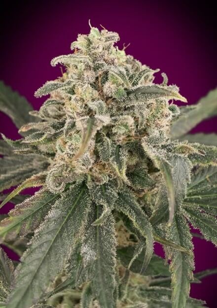 Auto Amnesia XXL Autoflower by Advanced Seeds