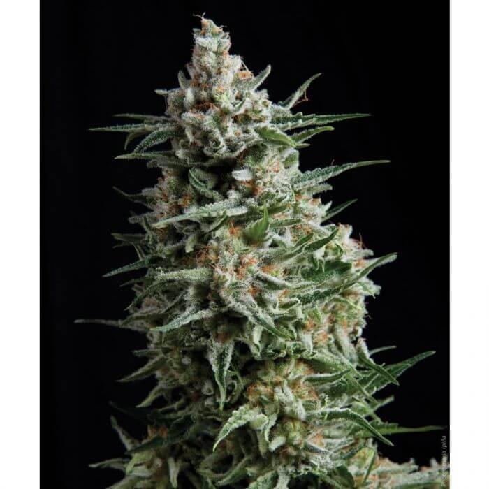 Auto Anesthesia Autoflower by Pyramid Seeds