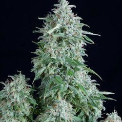 Auto Anubis Autoflower by Pyramid Seeds