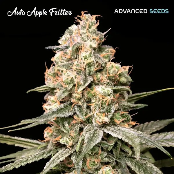Auto Apple Fritter Autoflower by Advanced Seeds
