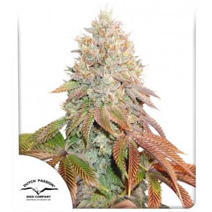 Auto Banana Blaze Autoflower by Dutch Passion