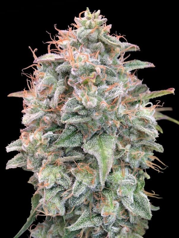 Auto Banana Cookies Autoflower by Advanced Seeds