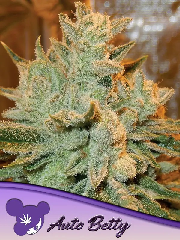 Auto Betty Autoflower by Anesia Seeds