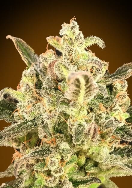 Auto Biodiesel Mass XXL Autoflower by Advanced Seeds