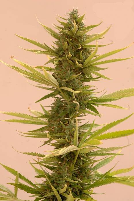 Auto Black Banana Autoflower by Mr. Hide Seeds