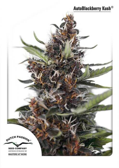 Auto Blackberry Kush Autoflower by Dutch Passion