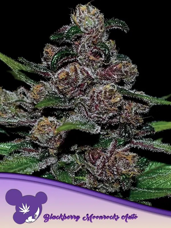 Auto Blackberry Moonrocks Autoflower by Anesia Seeds