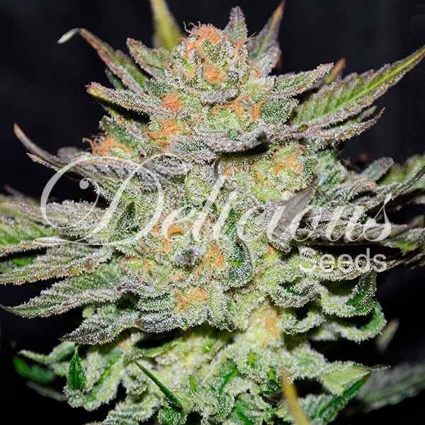 Auto Blue Ace CBD Autoflower by Delicious Seeds