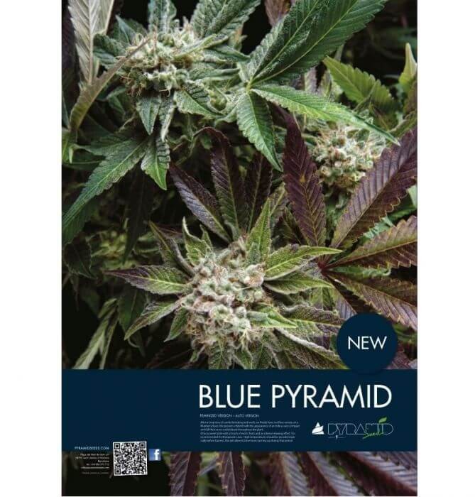 Auto Blue Pyramid Autoflower by Pyramid Seeds