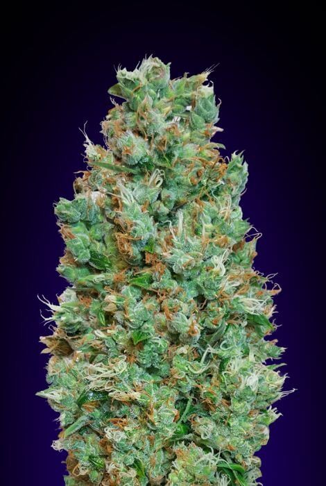 Auto Blueberry Autoflower by 00 Seeds Bank