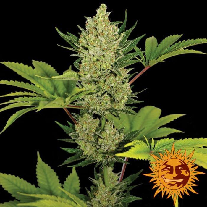 Auto Blueberry Cheese Autoflower by Barneys Farm