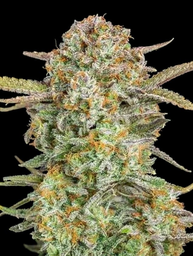 Auto Bruce Banner XXL Autoflower by Advanced Seeds
