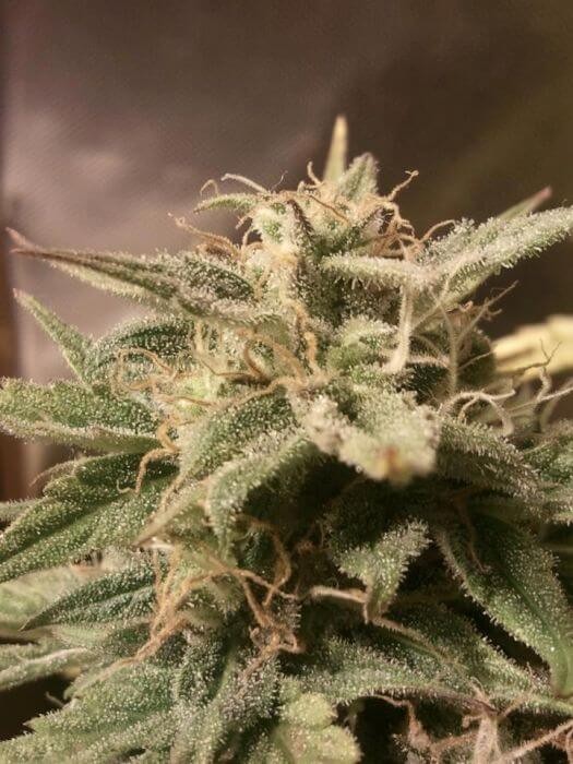 Auto Bubble Autoflower by Female Seeds